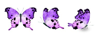 Color monarch butterflies, isolated on the white background