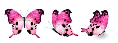 Color monarch butterflies, isolated on the white background