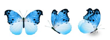 Color monarch butterflies, isolated on the white background