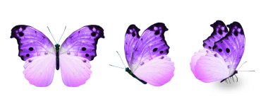 Color monarch butterflies, isolated on the white background