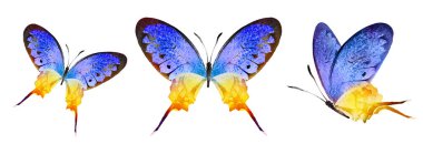 Color watercolor butterflies , isolated on the white background. Set
