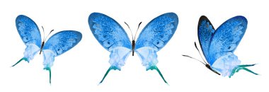 Color watercolor butterflies , isolated on the white background. Set