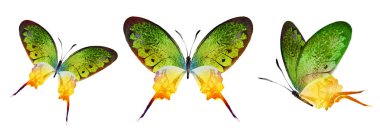 Color watercolor butterflies , isolated on the white background. Set