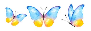 Color watercolor butterflies , isolated on the white background. Set