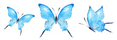Color watercolor butterflies , isolated on the white background. Set