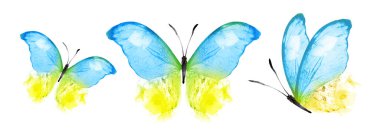 Color watercolor butterflies , isolated on the white background. Set