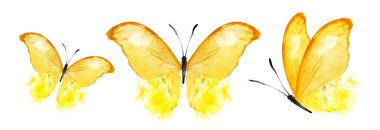 Color watercolor butterflies , isolated on the white background. Set