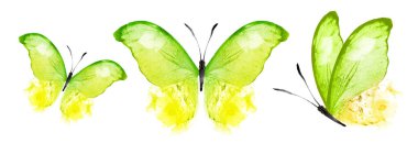 Color watercolor butterflies , isolated on the white background. Set