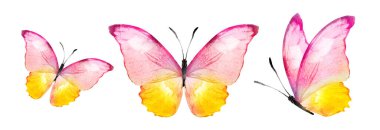 Color watercolor butterflies , isolated on the white background. Set