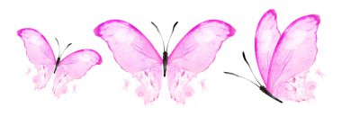 Color watercolor butterflies , isolated on the white background. Set