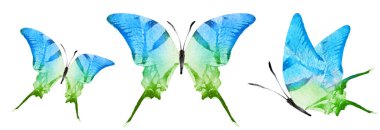 Color watercolor butterflies , isolated on the white background. Set