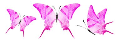 Color watercolor butterflies , isolated on the white background. Set