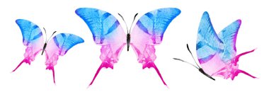 Color watercolor butterflies , isolated on the white background. Set