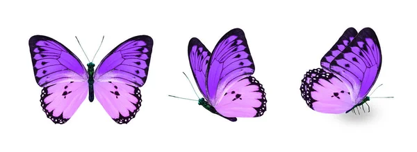 Цветные Бабочки Монарха Изолированные Белом Фоне — стоковое фото