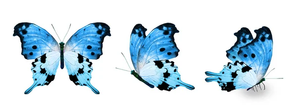 Цветные Бабочки Монарха Изолированные Белом Фоне — стоковое фото