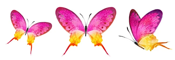 Color Watercolor Butterflies Isolated White Background Set —  Fotos de Stock