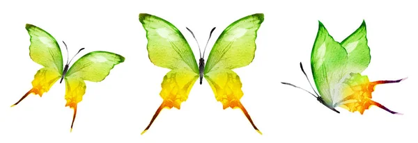 Color Watercolor Butterflies Isolated White Background Set — Stockfoto