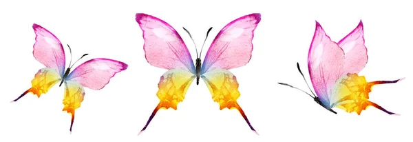 Color Watercolor Butterflies Isolated White Background Set — Foto de Stock