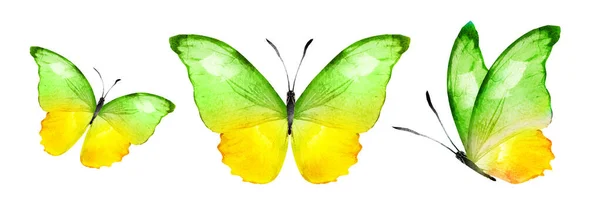 Color Watercolor Butterflies Isolated White Background Set — Stok fotoğraf