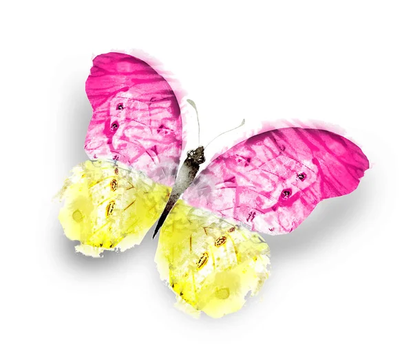 Color Watercolor Butterfly Isolated White Background — Stock Photo, Image