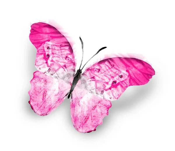Color Acuarela Mariposa Aislado Sobre Fondo Blanco —  Fotos de Stock