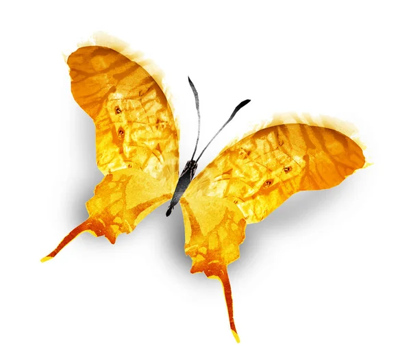 Χρώμα Πεταλούδα Ακουαρέλα Απομονώνονται Στο Λευκό Φόντο — Φωτογραφία Αρχείου