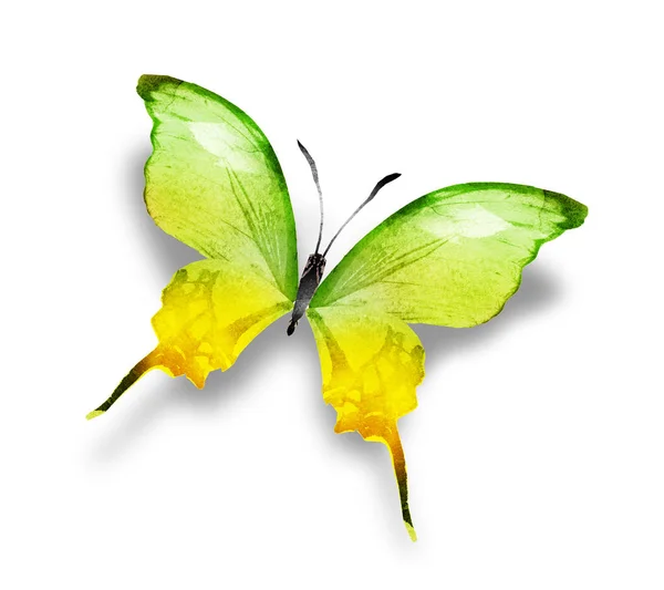 Kleur Aquarel Vlinder Geïsoleerd Witte Achtergrond — Stockfoto