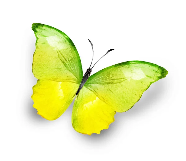Barva Akvarel Motýl Izolované Bílém Pozadí — Stock fotografie