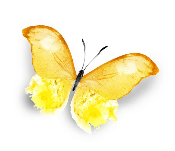 Колір Акварелі Метелик Ізольований Білому Тлі — стокове фото