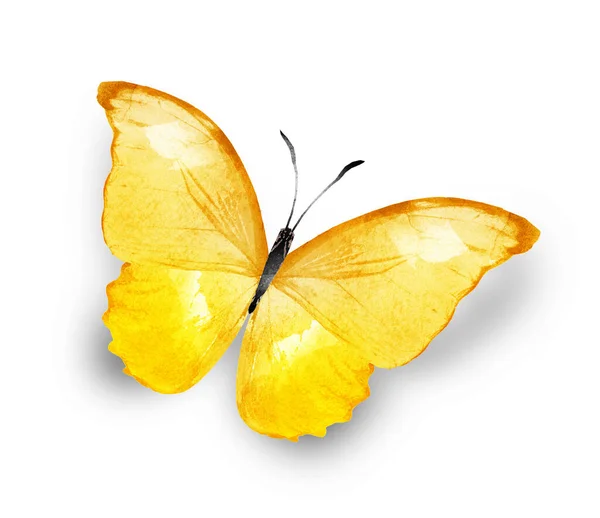 Kolor Akwarela Motyl Izolowane Białym Tle — Zdjęcie stockowe