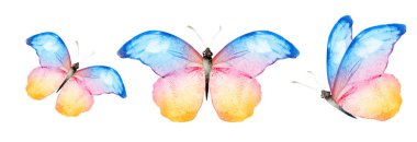 Color watercolor butterflies , isolated on the white background. Set