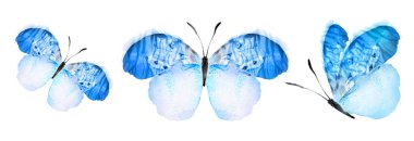 Color watercolor butterflies , isolated on the white background. Set