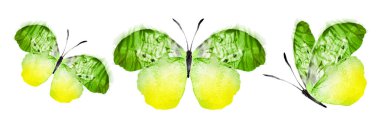 Color watercolor butterflies , isolated on the white background. Set