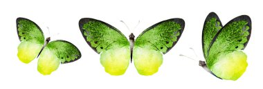 Color watercolor butterflies , isolated on the white background. Set