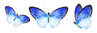 Color watercolor butterflies , isolated on the white background. Set