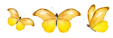 Color watercolor butterflies , isolated on the white background. Set