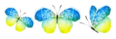 Color watercolor butterflies , isolated on the white background. Set