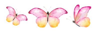 Color watercolor butterflies , isolated on the white background. Set