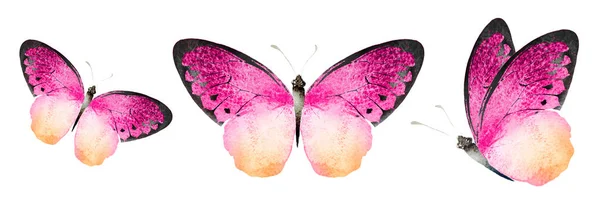 Color Watercolor Butterflies Isolated White Background Set — Fotografia de Stock