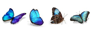 Beyaz arka planda izole edilmiş tropikal kelebekler.