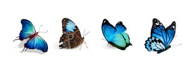 Beyaz arka planda izole edilmiş tropikal kelebekler.