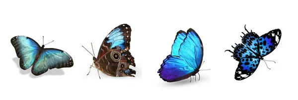 Conjunto Mariposas Tropicales Color Aisladas Sobre Fondo Blanco — Foto de Stock