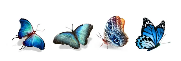 Набір Кольорових Тропічних Метеликів Ізольованих Білому Тлі — стокове фото