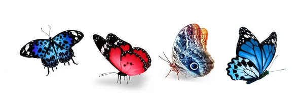 一组色彩斑斓的热带蝴蝶 在白色的背景上被隔离 — 图库照片