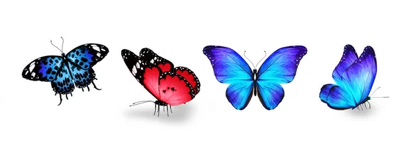 白い背景に隔離された色の熱帯蝶のセット — ストック写真