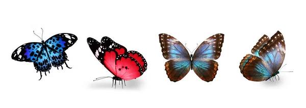 一组色彩斑斓的热带蝴蝶 在白色的背景上被隔离 — 图库照片
