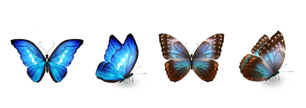 Sada Barevných Tropických Motýlů Izolovaných Bílém Pozadí — Stock fotografie