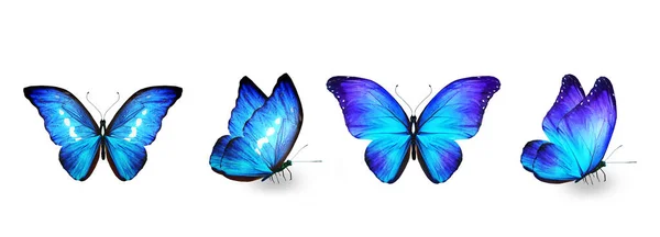 白い背景に隔離された色の熱帯蝶のセット — ストック写真