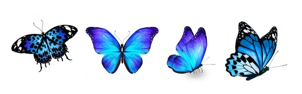 Set Color Tropical Butterflies Isolated White Background — Stock Photo, Image