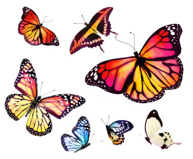 Beyaz arka planda izole edilmiş renkli kelebekler